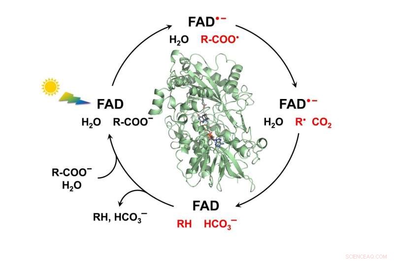Unveiling the Catalytic Mechanism of Fatty Acid Photodecarboxylase: A Breakthrough for Green Chemistry and Biofuel Production