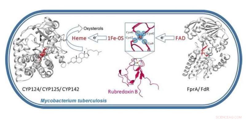 Breakthrough Study Reveals Why Mycobacterium tuberculosis Resists Drugs and Evades Immunity
