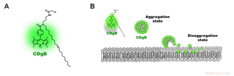 Innovative Fluorescent Probe Enables Precise Identification of B Cells Versus T Cells