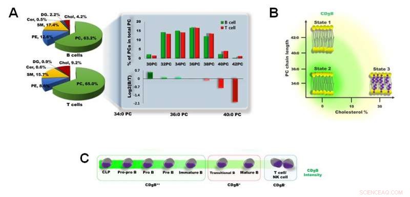 Innovative Fluorescent Probe Enables Precise Identification of B Cells Versus T Cells
