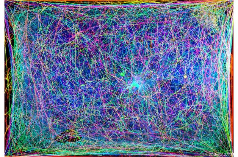 Engineering Sound: Translating Spider Web Structures into Musical Compositions