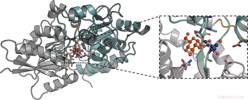 Targeting TB s Sugar Supply: A Promising New Strategy