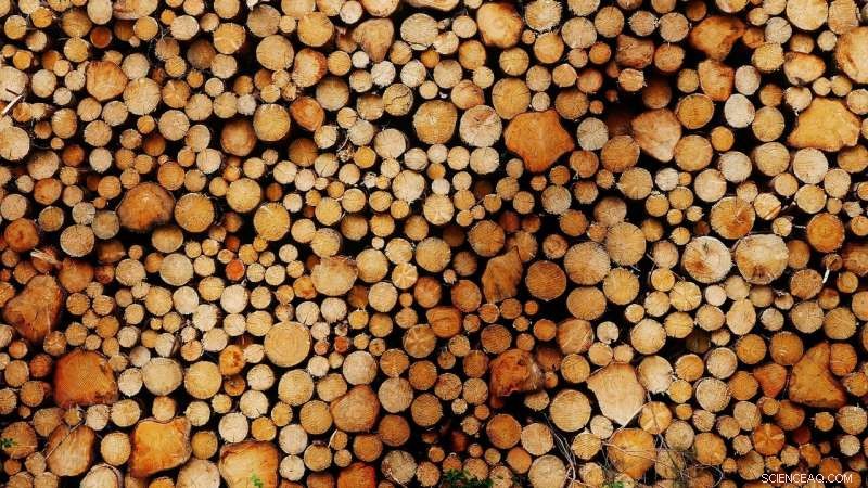 Platinum-Catalyzed Sustainable Synthesis of Phenols from Lignin