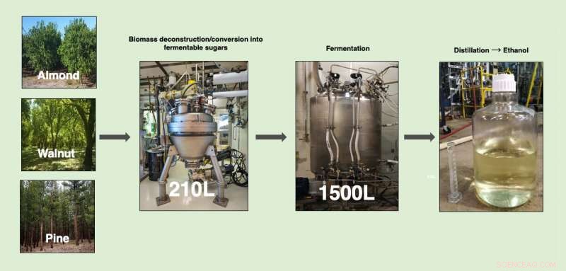 Revolutionary Process Turns Agricultural & Forest Wood Waste into Clean Ethanol
