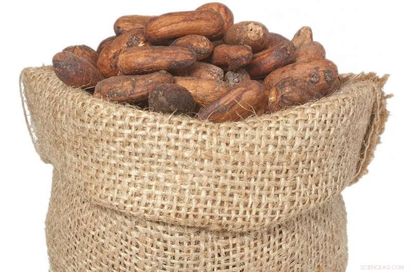 Reliable Detection of Off-Flavors in Cocoa: A Scientific Approach