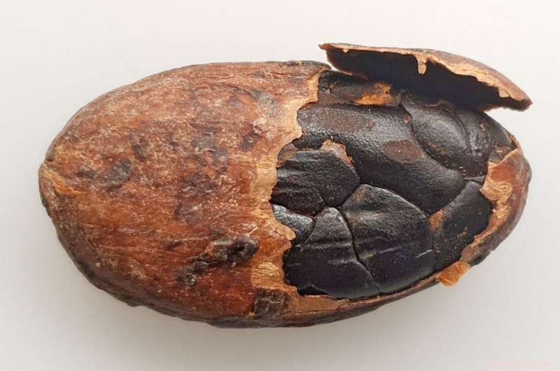 Reliable Detection of Off-Flavors in Cocoa: A Scientific Approach