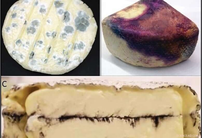 How Addressing Spoilage and Quality Issues Can Strengthen American Artisan Cheesemaking