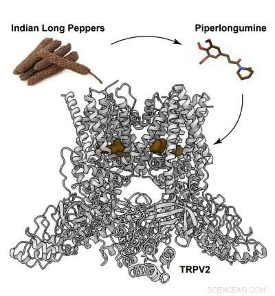 Piperlongumine from Indian Long Pepper Shows Promise Against Brain Cancer in Animal Models