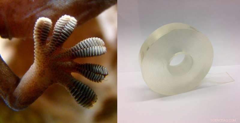 The Science Behind Gecko Tape: How It Works