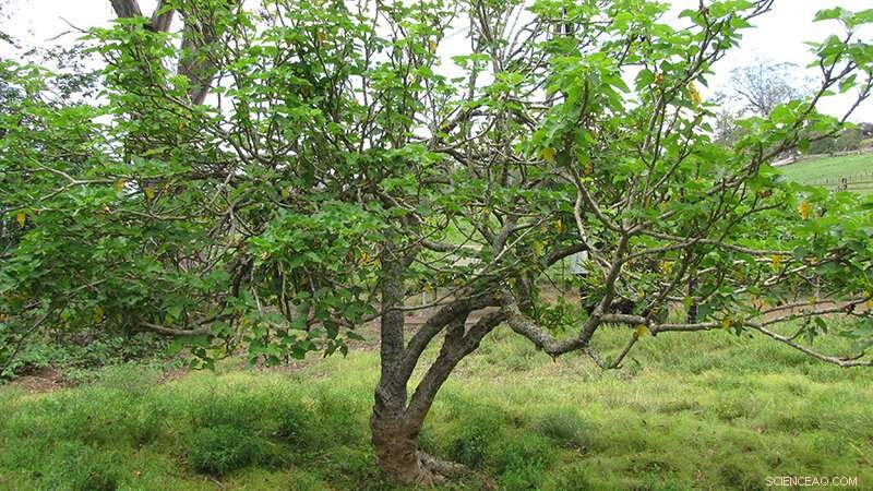 Scientists Turn Undruggable Cancer Protein Into Targetable Drug with Shrub-Derived Compound