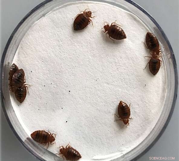 Essential Oils Boost Insecticide Power Against Bed Bugs, New Study Shows