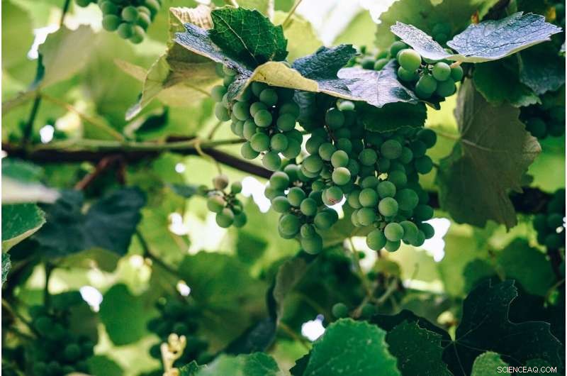 Transforming Wine Grape Residue into Sustainable Innovation