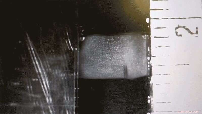 Gelatin‑Like Hydrogel Mimics Lobster Underbelly: High Stretch & Impact Resistance