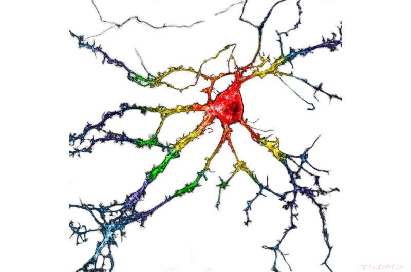 Scientists Discover Hallucination‑Free Psychedelic‑Like Drug for Depression