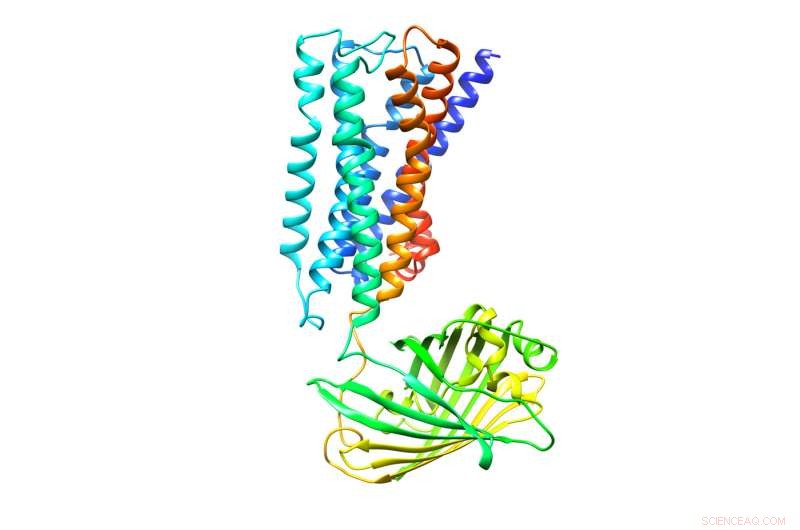 Scientists Discover Hallucination‑Free Psychedelic‑Like Drug for Depression