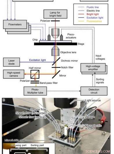 Revolutionary On-Chip Particle Sorter Enhances Fossil Pollen Purification