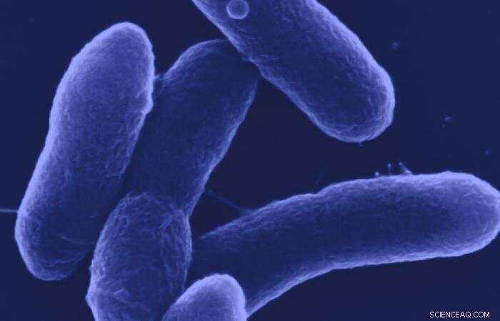 Engineered Microbe Converts Waste into Valuable Chemicals