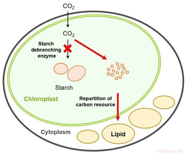Reprogramming Carbohydrate Flow into Lipids: A Breakthrough for Microalgae Biofuels