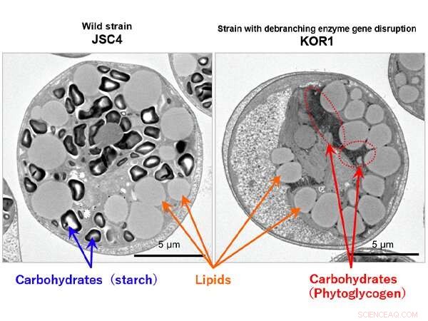 Reprogramming Carbohydrate Flow into Lipids: A Breakthrough for Microalgae Biofuels