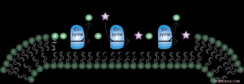 Archaeal Enzyme Reveals Exceptional Promiscuity in Membrane Lipid Synthesis