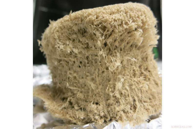 Scientists Pioneer Bio‑Based Alternatives to Fossil Fuel‑Derived Raw Materials