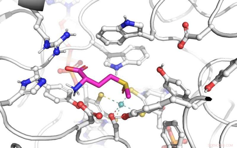 Minor Amino Acid Variations Can Drastically Alter Enzyme Function