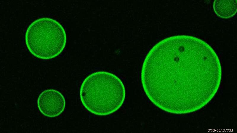 Sustainable Marine-Based Alternatives to Petrochemicals in Daily Products