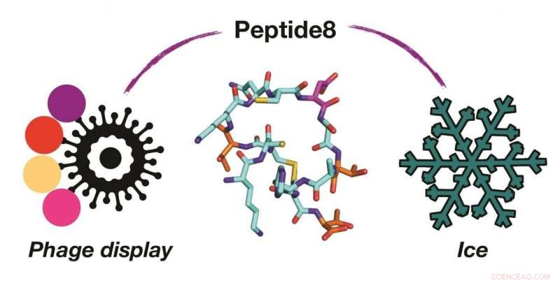 Harnessing Phage Display to Uncover Novel Antifreeze Proteins
