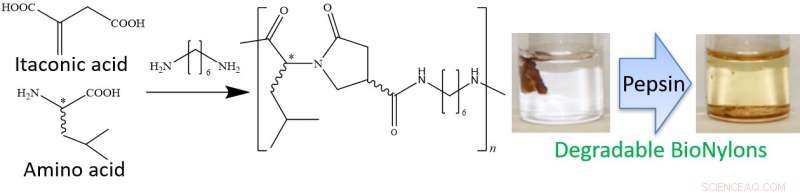 Pepsin‑Degradable Bio‑Nylons: Sustainable Plastics from Itaconic Acid and Amino Acids
