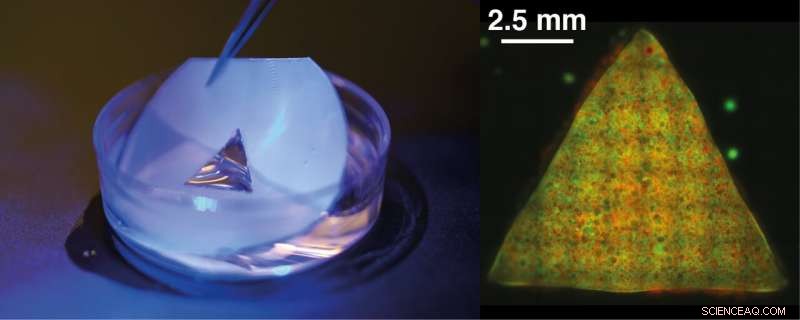 Scientists Create Programmable Artificial Tissues Using Synthetic Cells