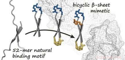 Bicyclic Peptide Mimetics Target β‑Catenin to Halt Oncogenic Activity
