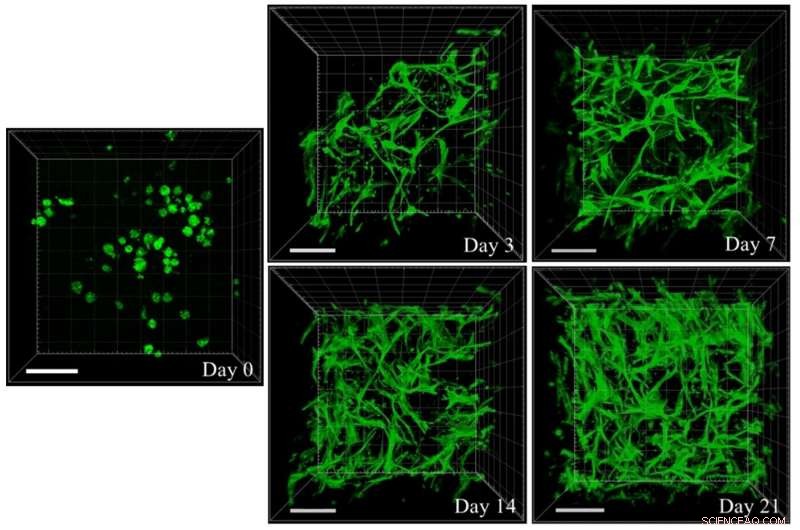 Advanced Biopolymer Hydrogels Deliver Stem Cells for Accelerated Wound Healing