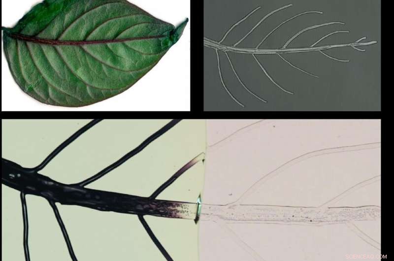Rapid Method Developed for Manufacturing Vascular-Inspired Materials