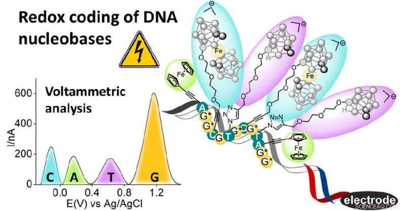 Revolutionary DNA Base Labeling Technique Enhances Sequencing Accuracy