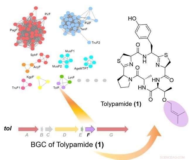 New Peptide Prenylation Discovered Through Genome Mining