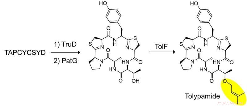 New Peptide Prenylation Discovered Through Genome Mining
