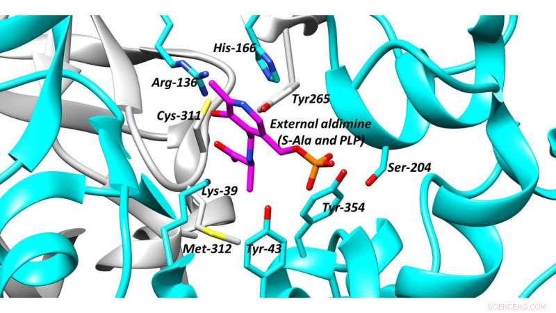 Researchers Propose Innovative Drug‑Discovery Tactics for Racemase Enzymes
