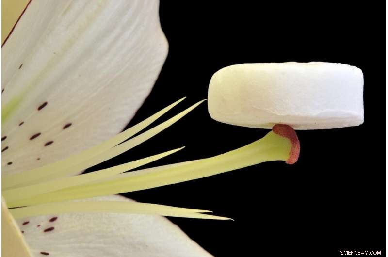 Sustainable Plant Cellulose Aerogel Developed Using Kitchen Freezer for Therapeutic Applications