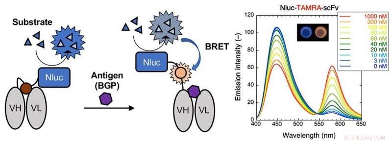 Innovative BRET-Based Immunosensor Enhances Immunoassay Accuracy