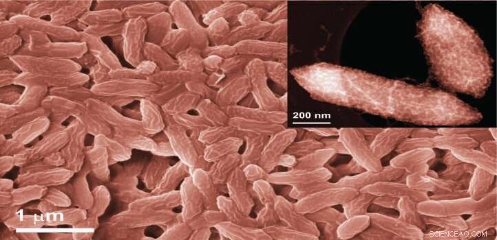 Harnessing Bacteria to Assemble Single‑Atom Catalysts for Energy Innovation