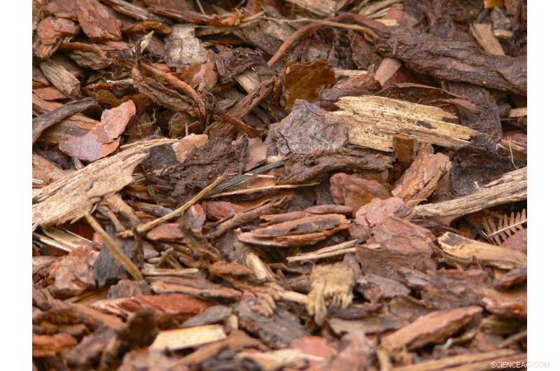 From Forest Waste to High-Tech Materials: Converting Tree Bark and Compost into Aircraft Wings and Plastic Bags