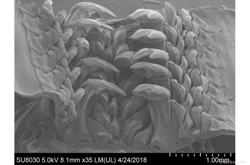 Scientists Discover Rare Iron Mineral Embedded in Chiton Mollusk Teeth