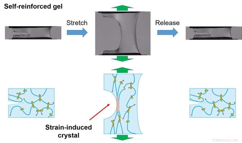 Biocompatible Hydrogels Rapidly Recover from Mechanical Stress
