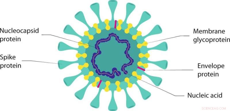 How Antiviral Surface Coatings Neutralize Viruses: Mechanisms & Applications