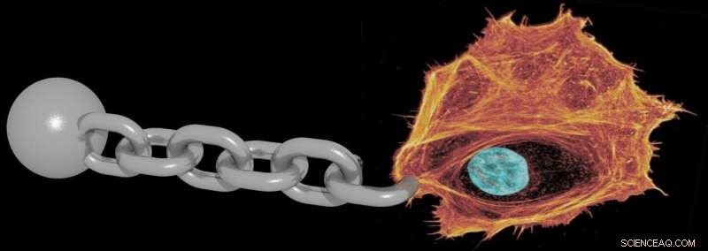 Using Heavy Water to Slow Cellular Dynamics: Findings from Leipzig University