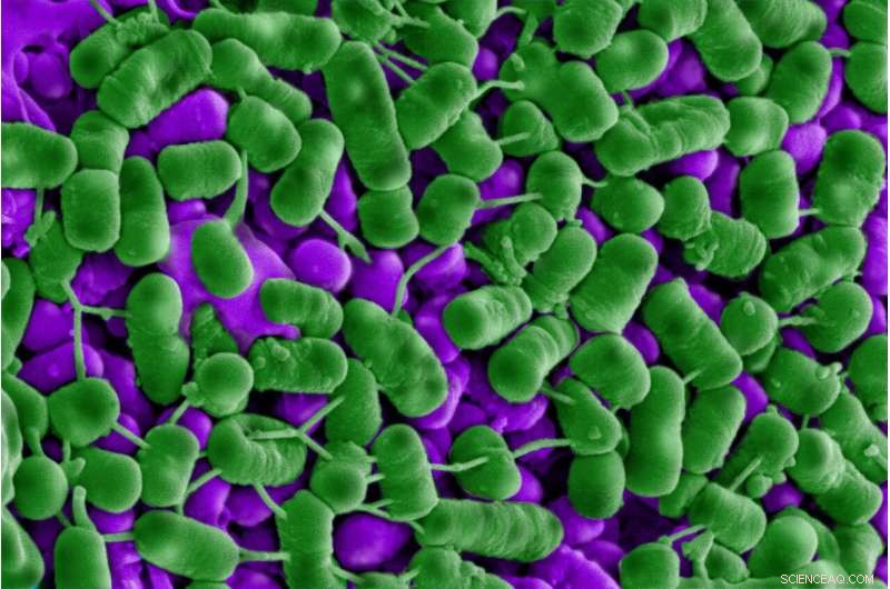 Vietnamese Fermented Pork Snack Offers Natural Solution to Preserve Food Freshness