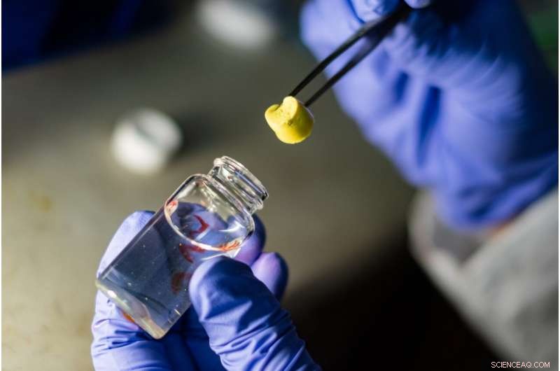 Rice University Develops Strong, Highly Absorbent Aerogels for Environmental Remediation