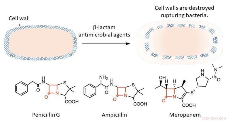 Cysteine Persulfide: A Key Driver of Antibacterial Resistance