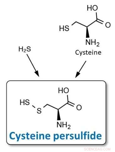 Cysteine Persulfide: A Key Driver of Antibacterial Resistance