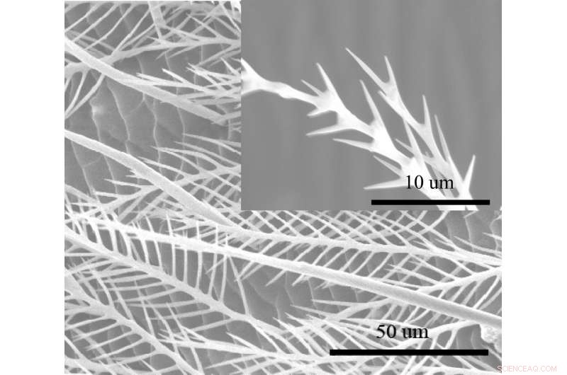 How Honeybee Hairy Abdomens Reduce Friction and Save Energy—Insights for Material Design